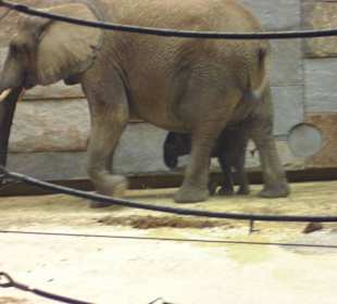 Babyelefant mit Mummy