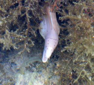 In der Badewanne im Meer beim Hotel Akassia Swiss Resort El 