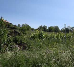 Früchtetrauf - Wurmlinger Kapellenwegle