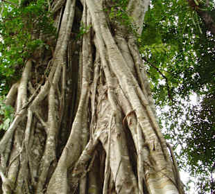 Angkor chramy
