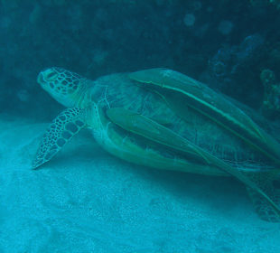 Die hatte fast eineinhalb Meter. War am Hausriff