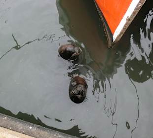 Seelöwen kommen in den Hafen