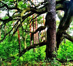 Kampinoski Park Narodowy