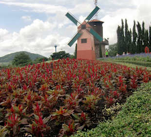 Blumenfelder wie in Holland