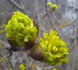 Frühling 