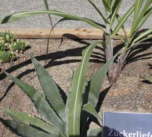 Botanischer Garten der Universität Zürich