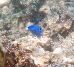 Fische am Hausriff Coral Cove Chalet