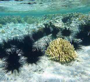 Diademseeigel am Carnelia Beach Resort