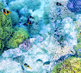 Schnorcheln Marsa Alam