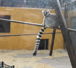 Lemur de Cola Anillada