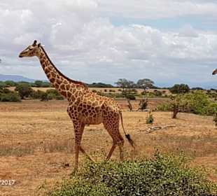 PrivatSafari 10/17 - Tsavo+Amboseli - impressions