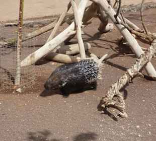 Im Tierpark