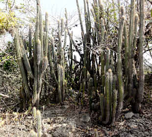 Kakteen am Seru-Mateo-Trail