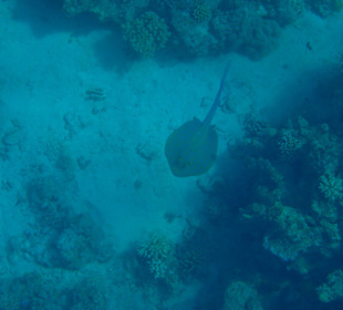 BlauPunktRochen (giftig)