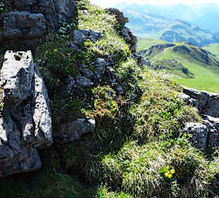 Im Alpenblumengarten