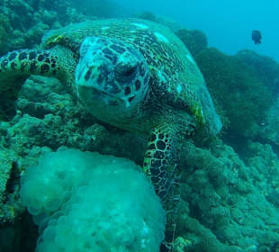 Ich wohne am House Reef 