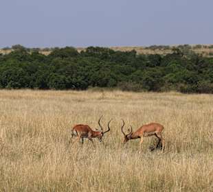 Masai Mara
