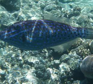 Besenfeilenfisch (1m) bekennt Farbe in Shark Bay