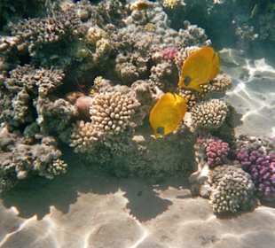 Schöne Unterwasserwelt!