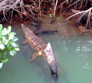 Krokodil