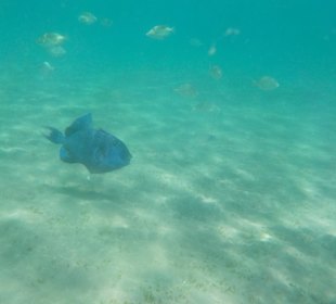 Schnorcheln Hurghada