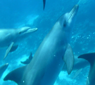 Delfinschwimmen Hurghada