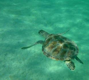 Wasserschildkröte im Innenriff. Näher geht es kaum