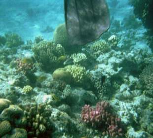 Unterwasserwelt in Hurghada