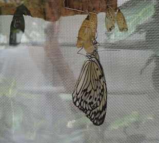 Geburt eines Schmetterlings