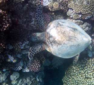 Schildkröte am Hausriff