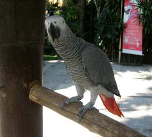 Bali Bird Park 07