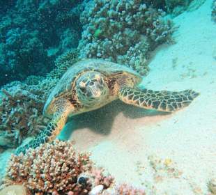 Schnorcheln Marsa Alam