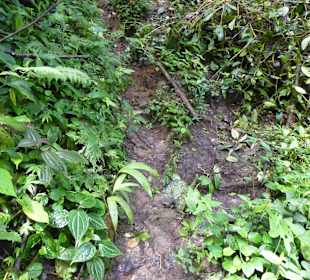 Wanderung durch den Nebelwald/Regenwald