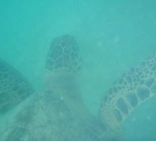 Marsa Imbarak, schildpadden spotten 