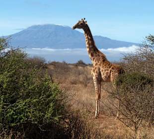 Giraffe vor Kilimanjaro