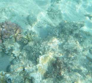 Kollege Tintenfisch blickt aus seiner Höhle
