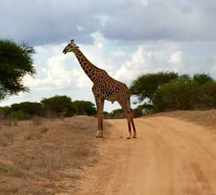 Żyrafa na safari w Tsavo East
