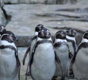 Pinguine