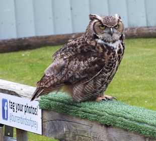 Burren Birds of Prey Center