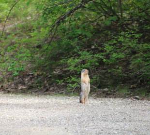 ....aufmerksamer Beobachter