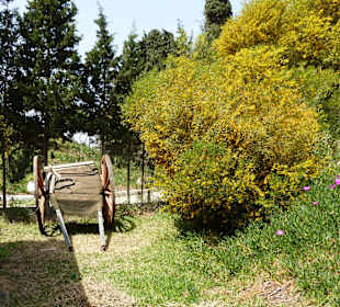 Alter Karren und Blütenpracht