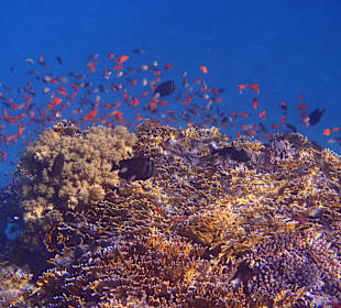 Fish on coral