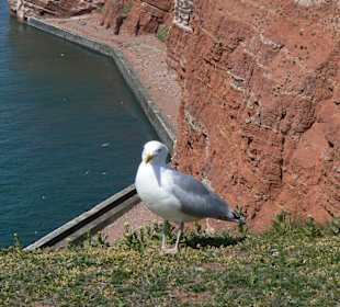 Jetzt kommen ein paar Einheimische