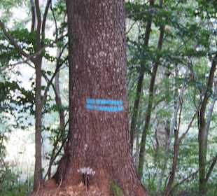 Szlak