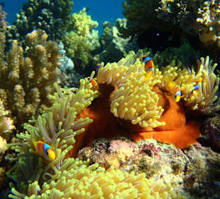 Nemos in ihrem tollen Haus