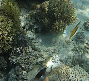 Schnorcheln Hurghada