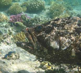 Großer alter Zackenbarsch am Hausriff Hotel Carnelia Beach R