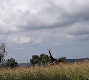 Shimba Hills