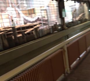 Zoo Heidelberg