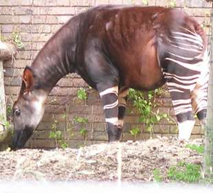 Okapi